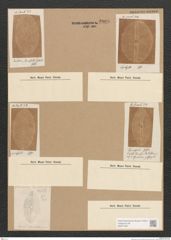 Diatomeae indet. Zeichnungen Sammlung Grunow Nr. 3808 (NHMW-BOT-W0371487)